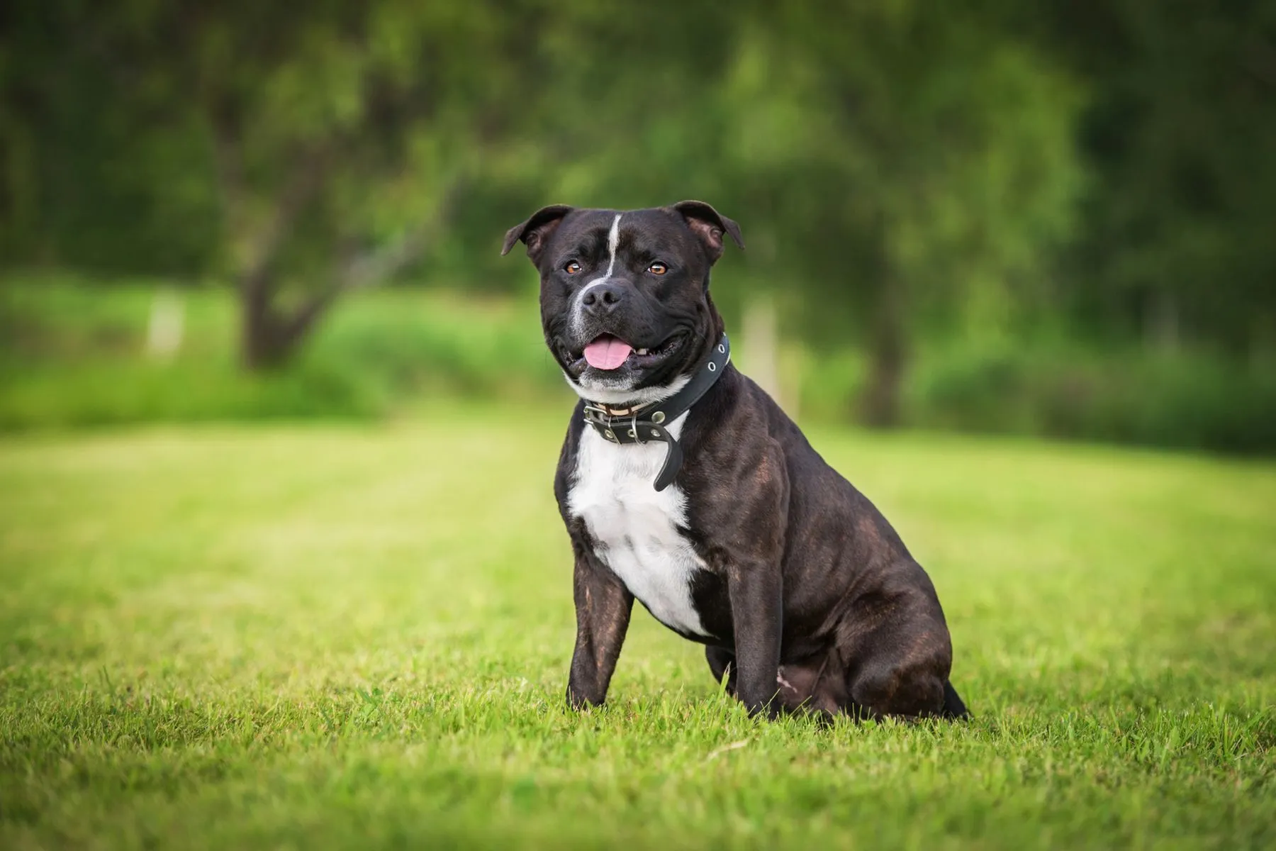 Staffordshire Bull Terrier Zooplus Magazine