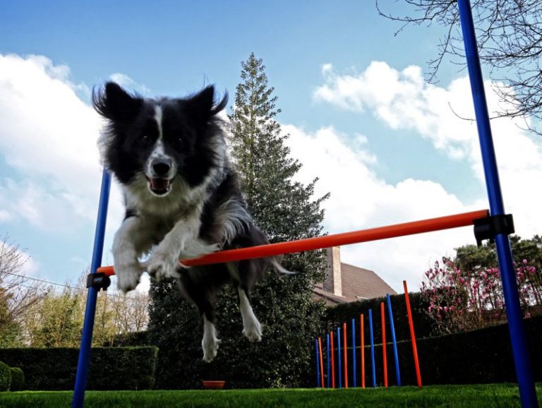 Dog Agility, Dog Fun and Games