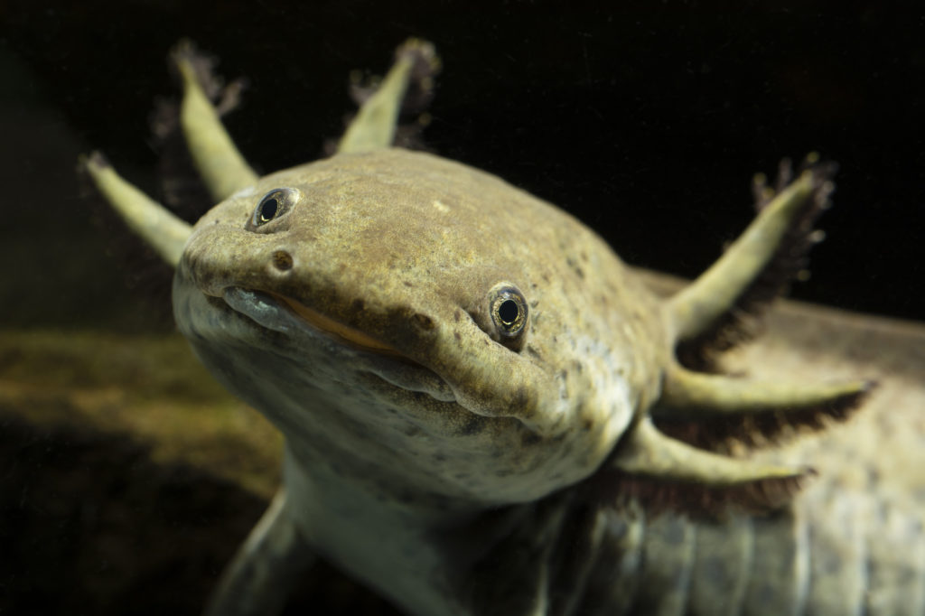 Mexican axolotl grey