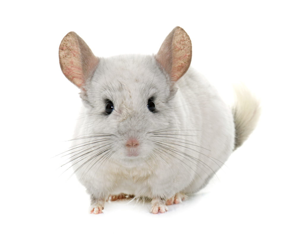 Chinchilla small pet