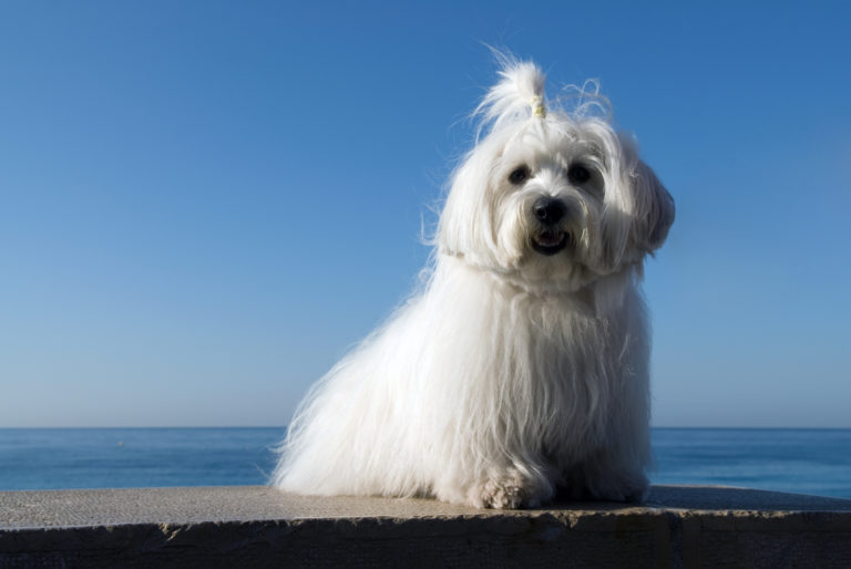A Coton de Tuléar enjoying a walk in a sunnt day next to the river
