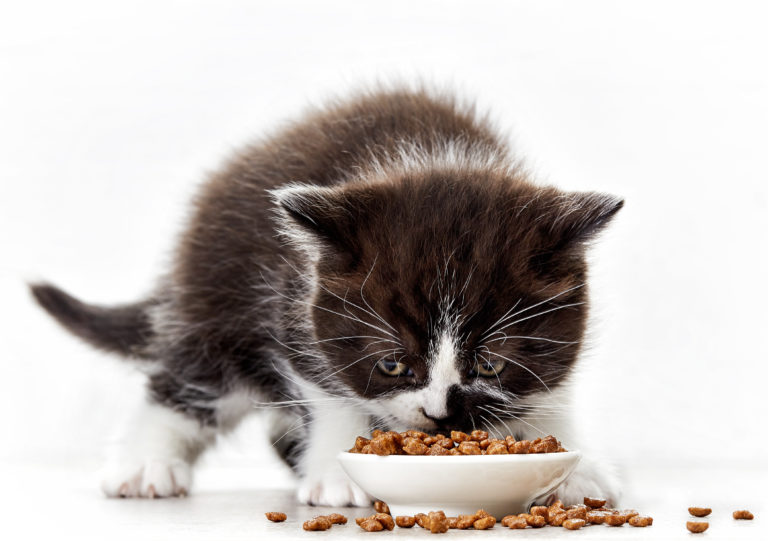 Kitten Diet for Healthy Growth