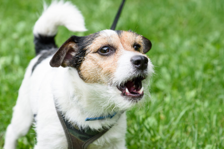 Cute barking dog not aggressive on leash