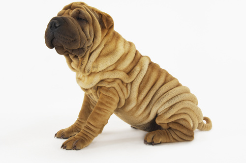 Shar pei Dog Breed