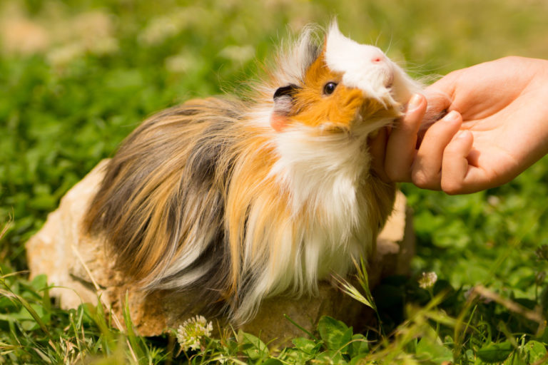 Grooming a Guinea Pig - Guinea Pig Care