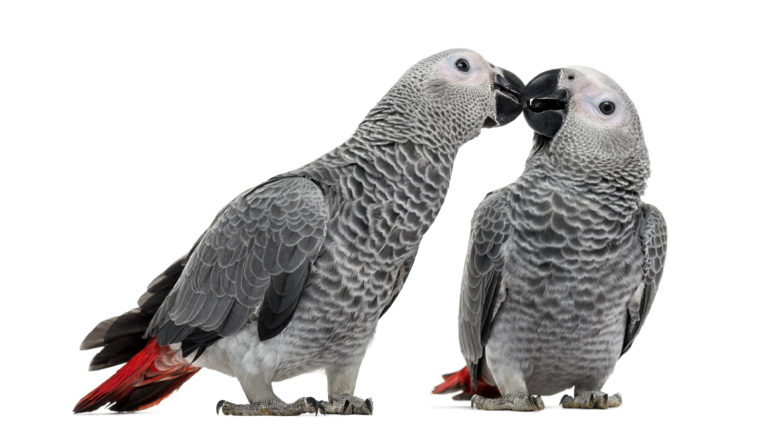 Two African Grey Parrot (3 months old) pecking, isolated on white, Exotic Bird Adoption