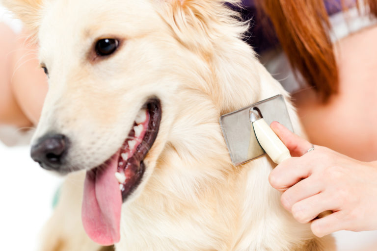 Dog Grooming - Dog Care - Dog Grooming