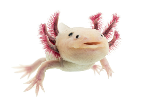 Axolotl (Ambystoma mexicanum) in front of a white background