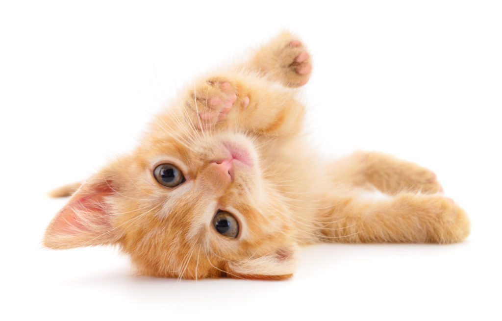 Small ginger kitten