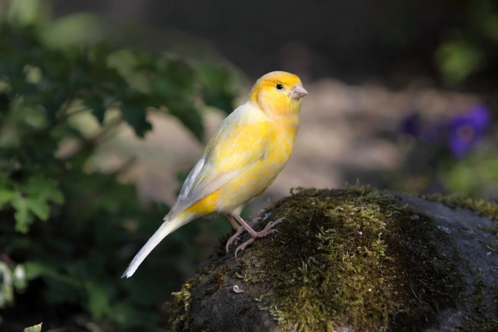 Canary on a stone