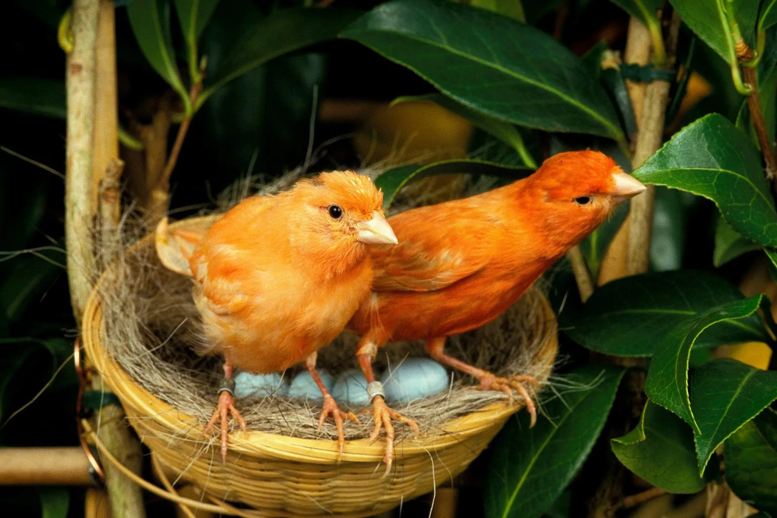 Red canary pair with nest
