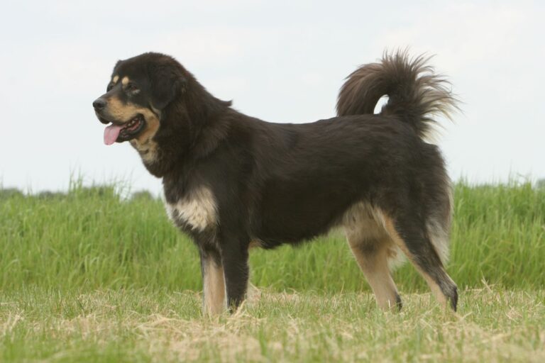 Tibetaanse Mastiff op de weide