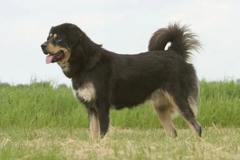 Tibetaanse Mastiff op de weide