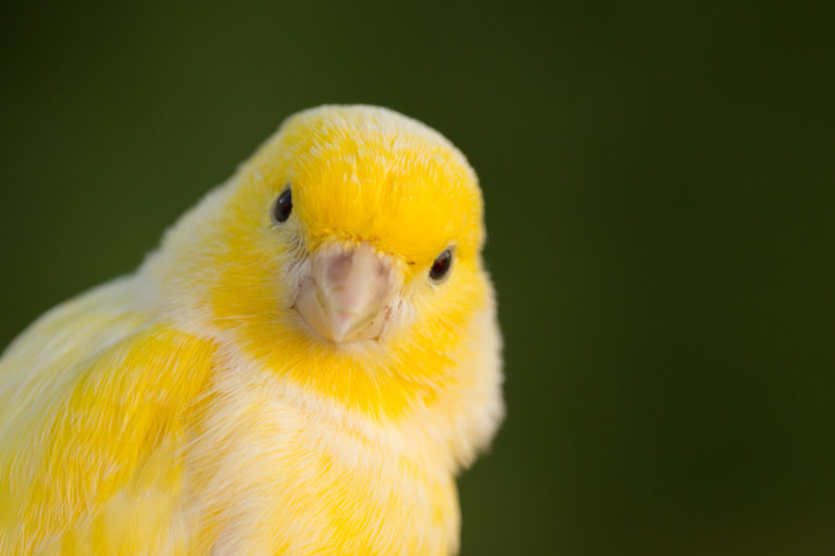 Beautiful yellow canary - canaries
