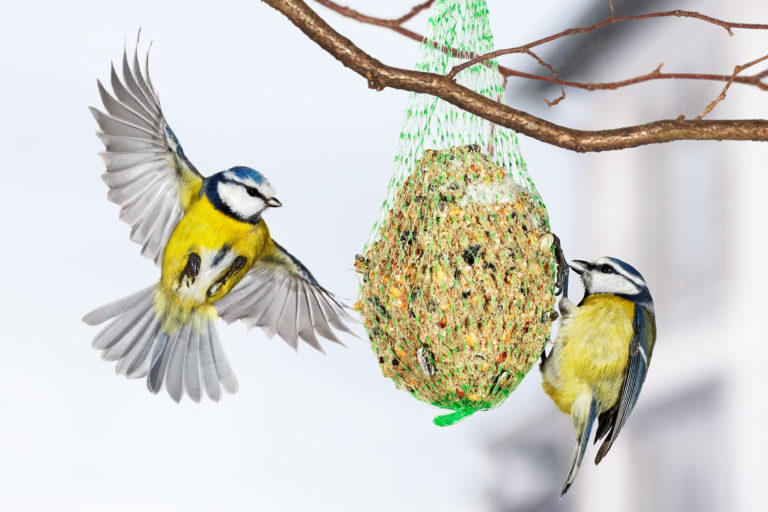 Wild Birds Feed and Nesting