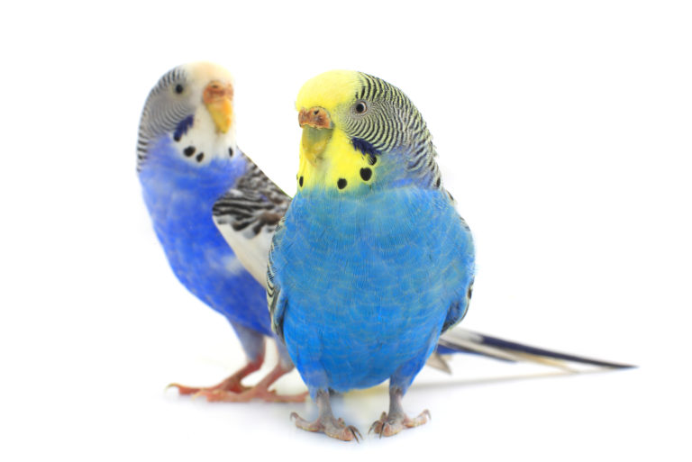 Budgie Breeding - Budgie Health and Care