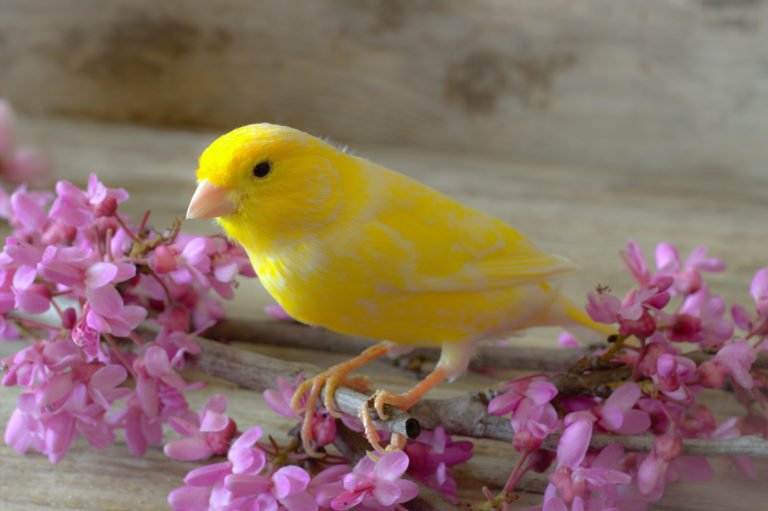 Canary bird Feeding