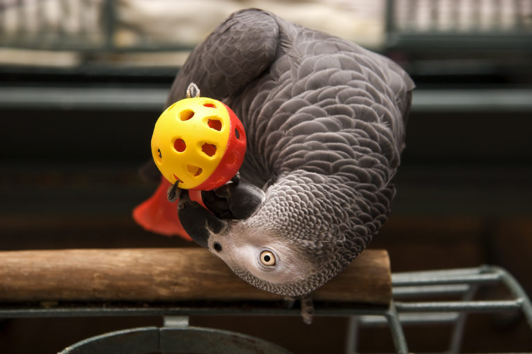 African Grey Parrot Playing with a Ball Toy