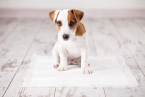 The Basics of Puppy Training