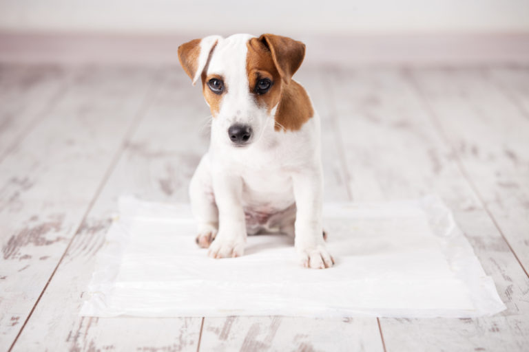 Puppy on absorbent litter - puppy training