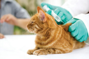 Having Your Cat Vaccinated