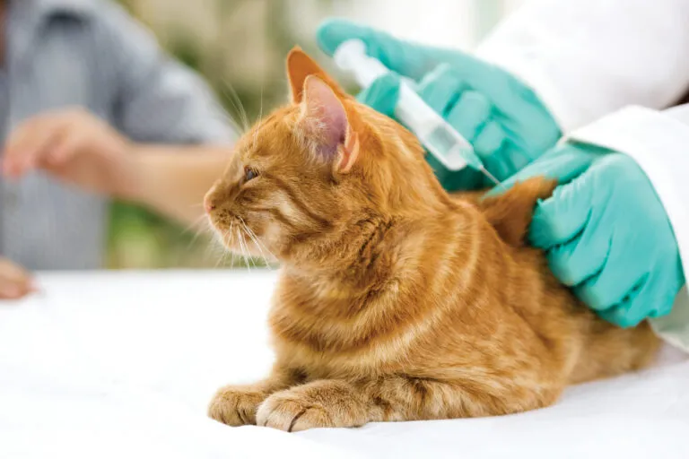 Cat Vaccination Injection