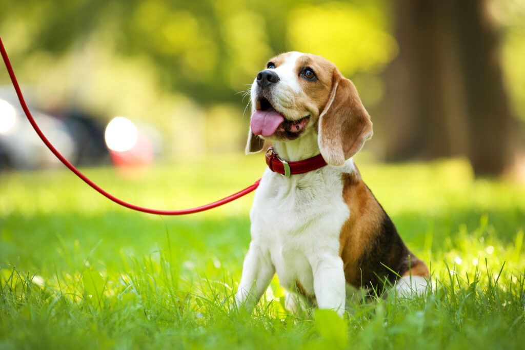 how often do female dogs go into heat