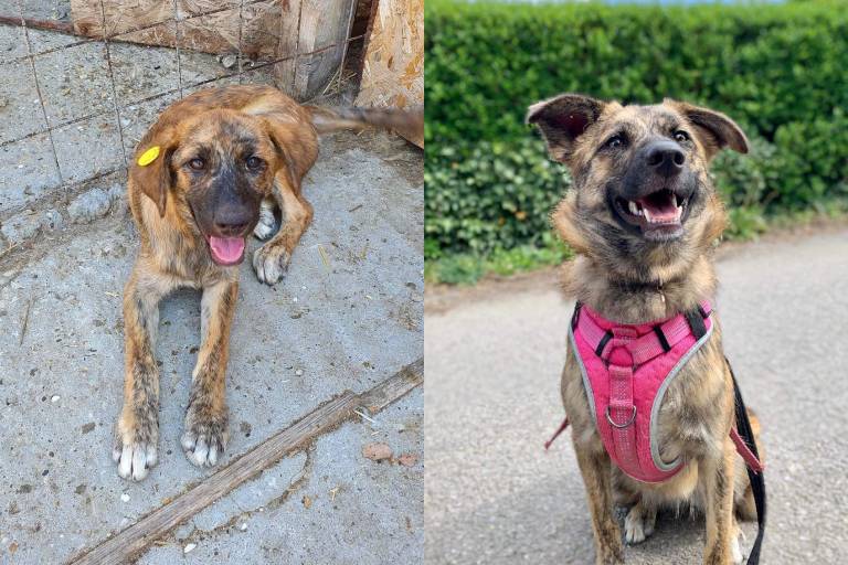 Miley before and after his rescue and adoption