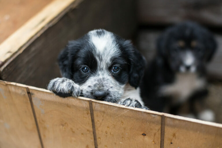 Puppy from animal shelter