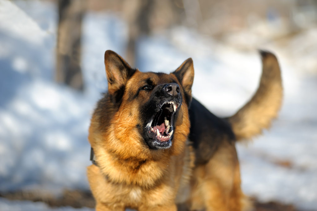 aggressive dog - german shepherd