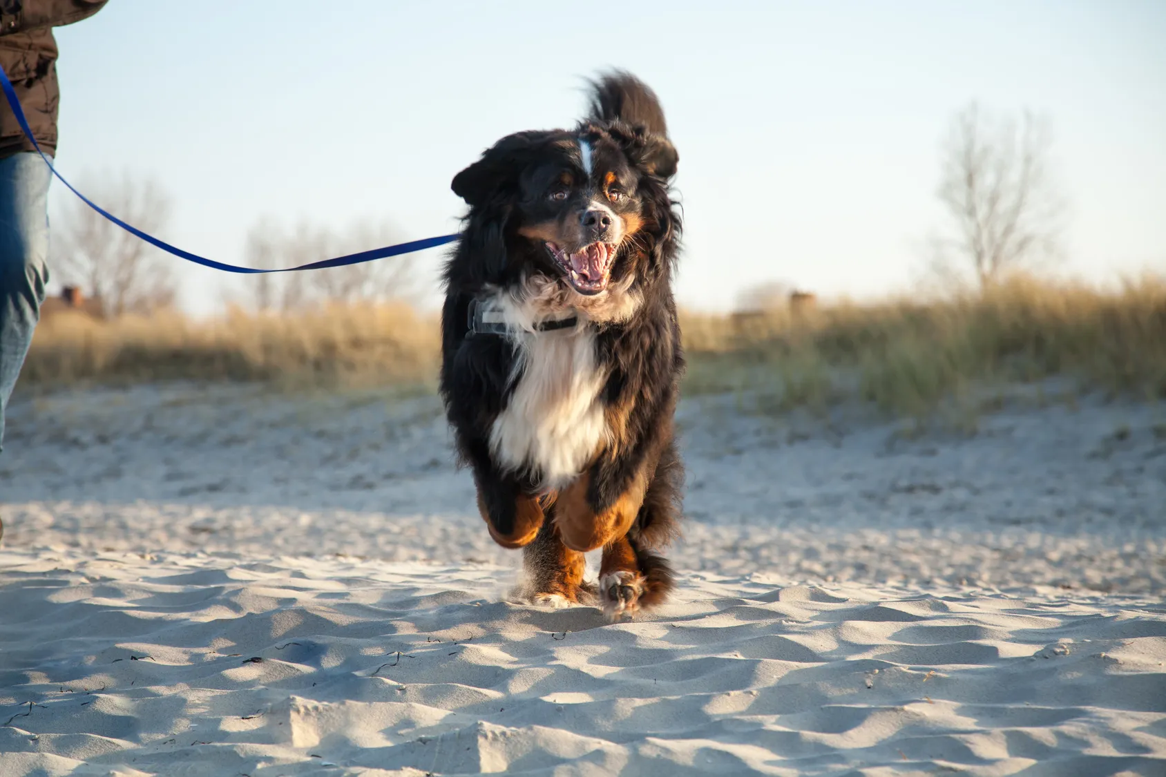 Bernese Mountain Dog out at the beach
