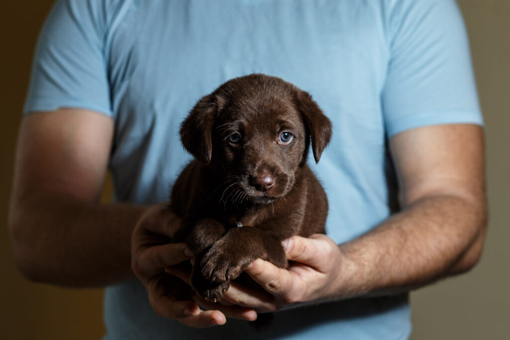 cute rescue puppy