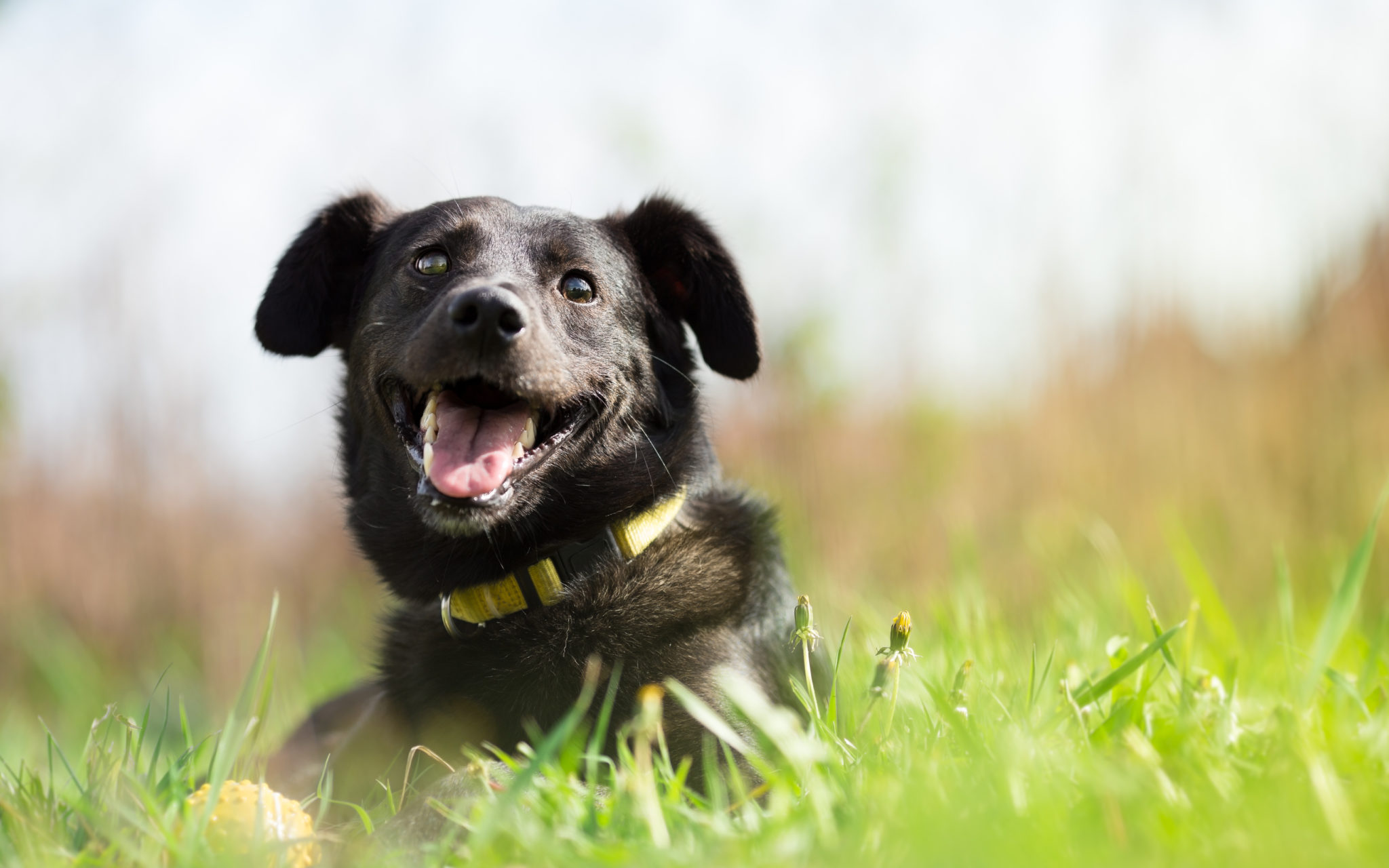 zooplus dog harness