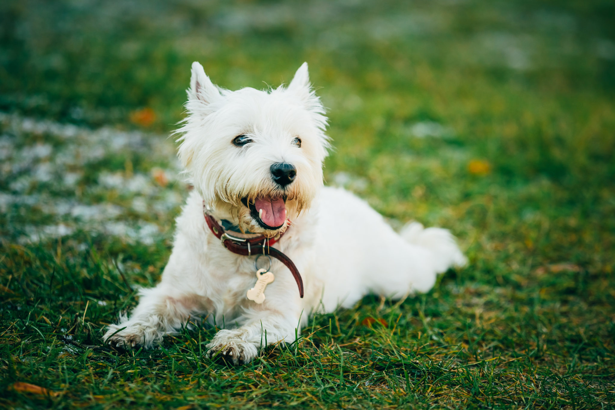 how long can a westie be left alone