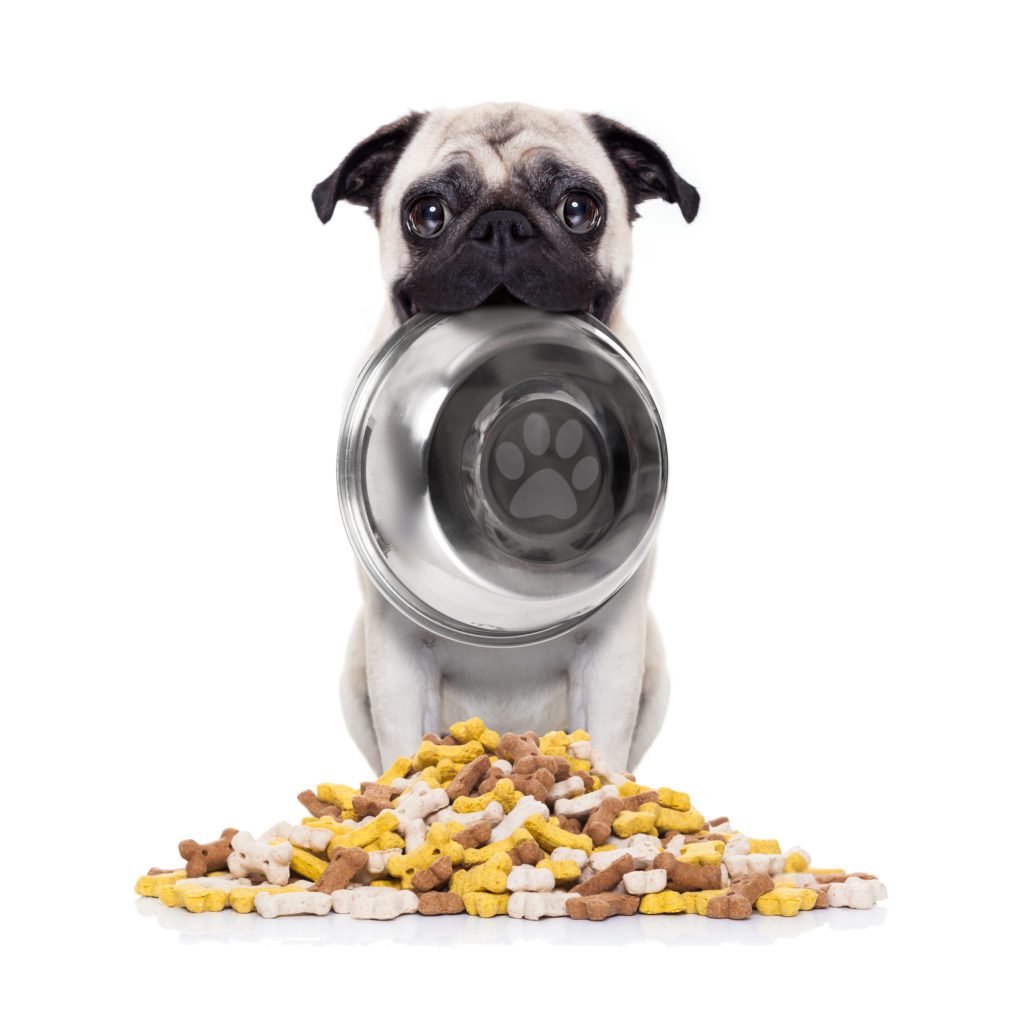how much to feed a pug puppy