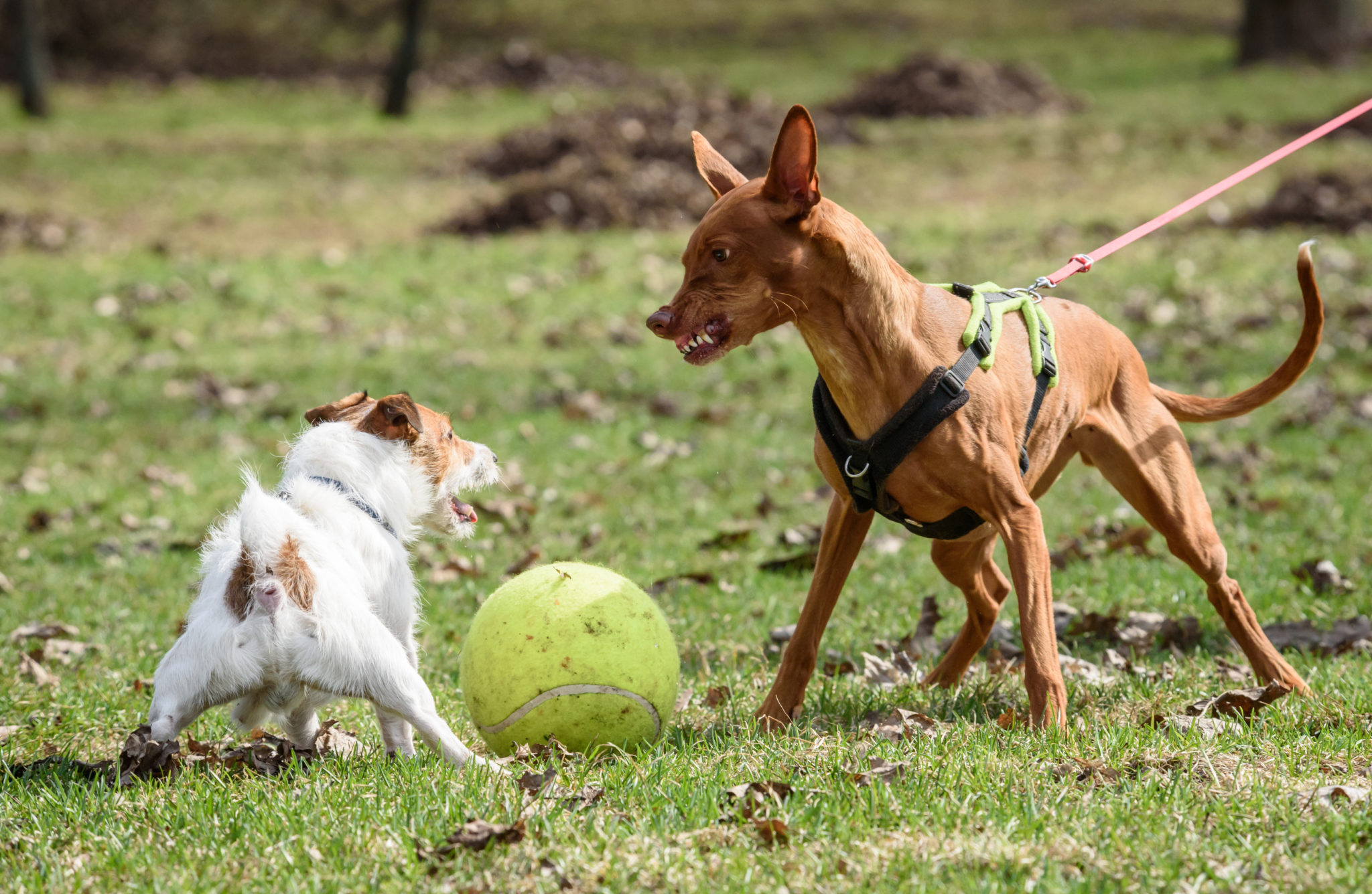 ball aggression in dogs