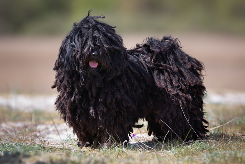 Puli dog outdoors in nature