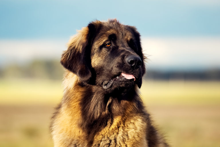 Leonberger dog in nature