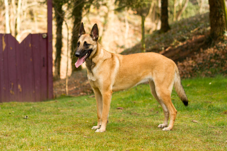 Belgian Shepherd Dog (Malinois)