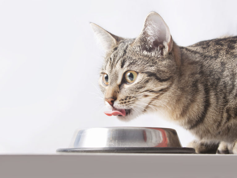 cat with bowl