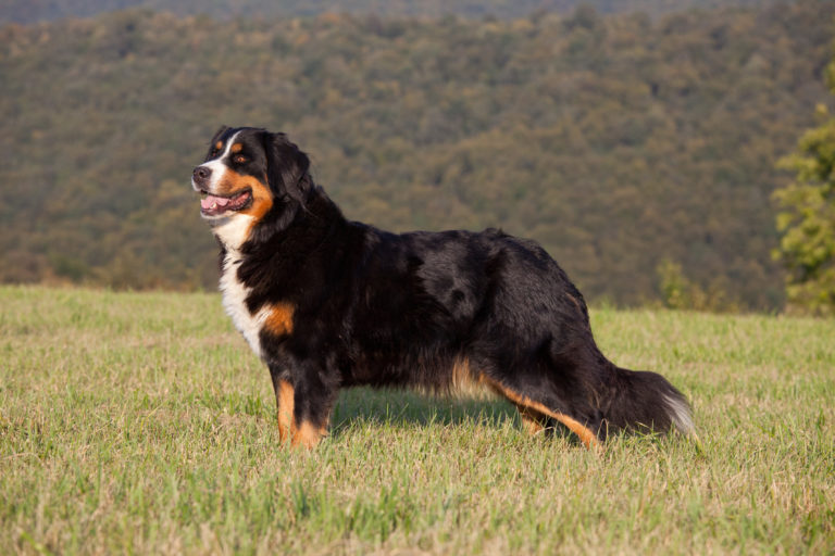 bernese mountain dog