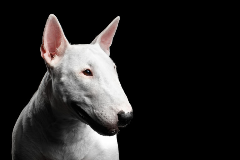 White Bull Terrier