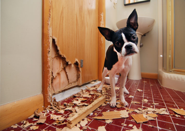 puppy destroying house