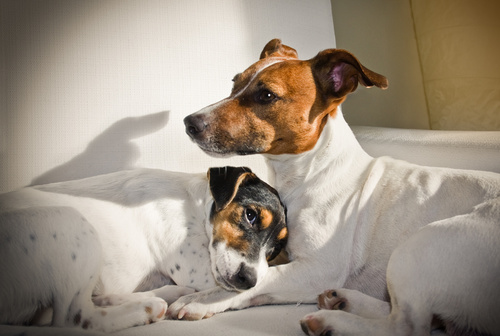 couple of two dogs in love - contraception