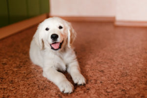 Gentle Training: Leaving your Puppy On Its Own