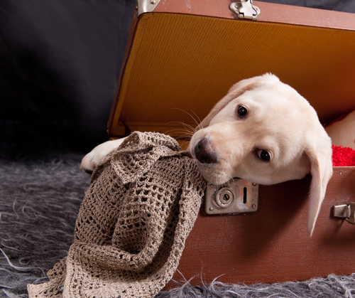 Adopting a Puppy from Abroad zooplus Magazine