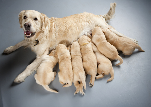 female dog of golden retriever breastfeeding puppies