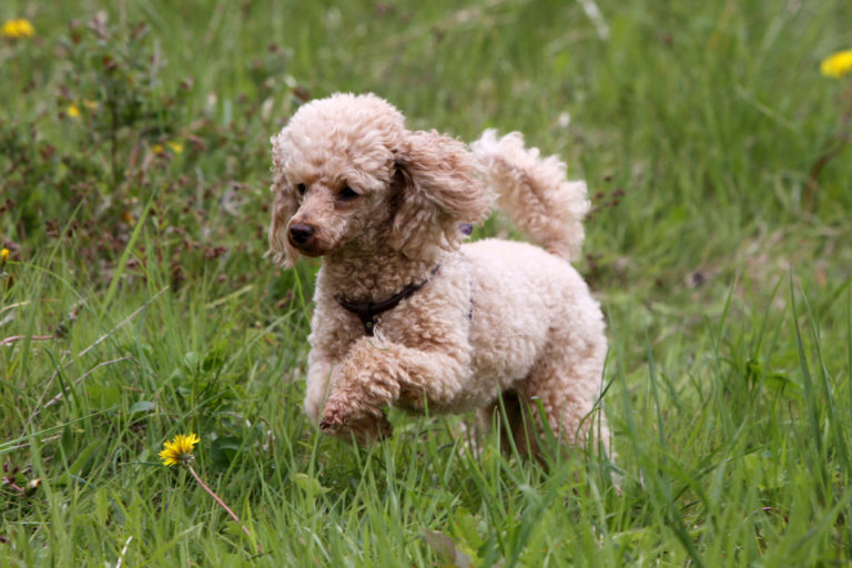 Medium Poodle dog