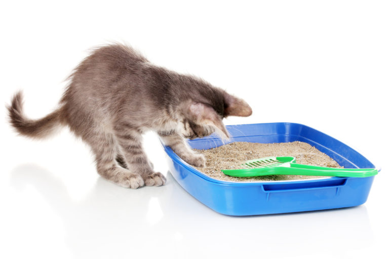 Litter Box vs Litter Tray for Cats