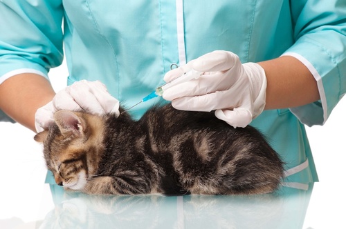 Vaccination Cat